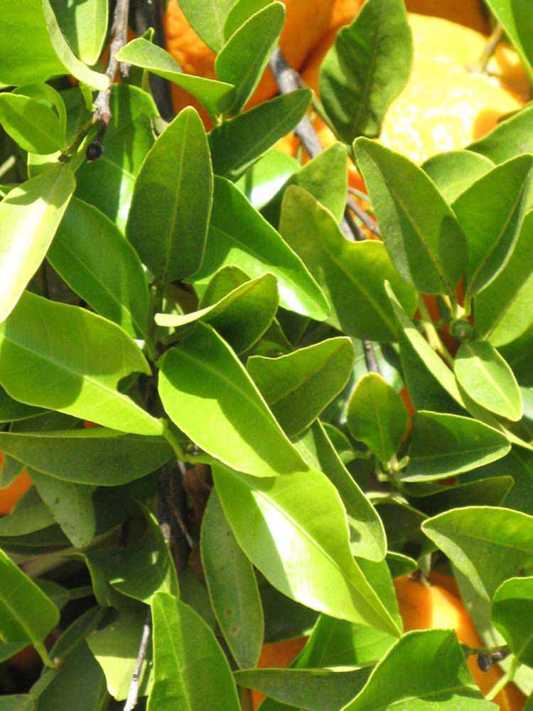              Sun leaves (Riverside, CA)       